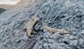 „Газпром“ вместо гориво откри останки от мамут