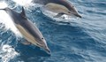 Стотици делфини преминаха зрелищно край калифорнийско градче