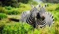 Софийският зоопарк се сдоби със стадо от зебри