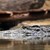 Невероятно: Крокодил се появи в река в Германия