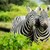 Софийският зоопарк се сдоби със стадо от зебри