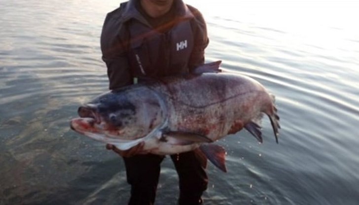 Рибата била оплетена в хвърлени мрежи с дължина 150 метра