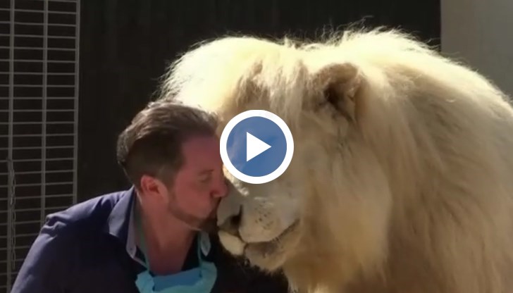 Германецът Мартин Ласи не се страхува да целува и прегръща огромния лъв