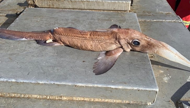 Според един от очевидците неизвестната риба е с внушителни размери