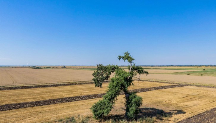 Дървото привлича вниманието на пътуващите и често се оказва обект на фотографските им интереси Дървото привлича вниманието на пътуващите и често се оказва обект на фотографските им интереси