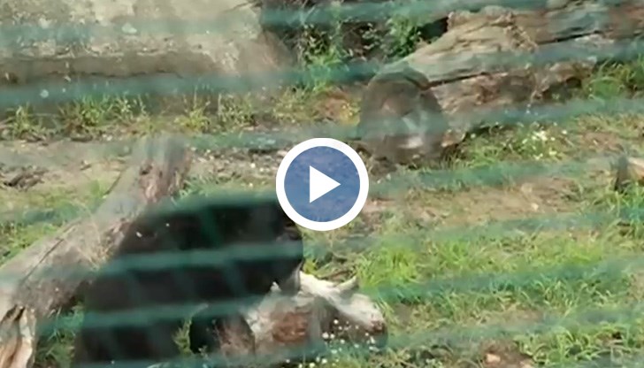 Тези мечки имат специфичен метаболизъм и храни с много въглехидрати могат да предизвикат сериозни усложнения