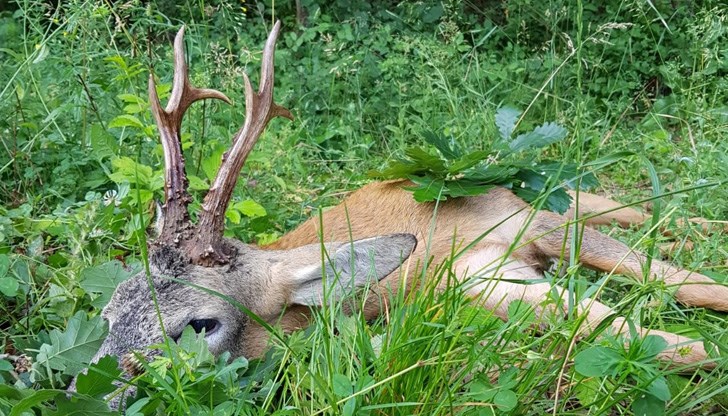 Животното е убито в землището на с. Долно Абланово