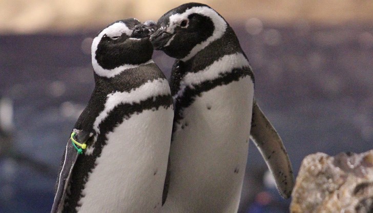 Яйцето им е подхвърлено от персонала на аквариума /Снимката е илюстративна Яйцето им е подхвърлено от персонала на аквариума /Снимката е илюстративна