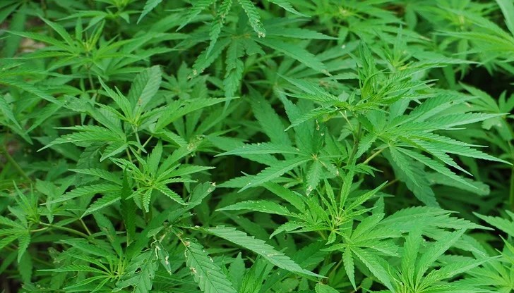 При акцията бяха иззети над 134 килограма изсушена и готова за разпространение марихуана При акцията бяха иззети над 134 килограма изсушена и готова за разпространение марихуана