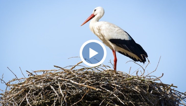 Птиците са лекувани няколко месеца в Центъра за спасяване на диви животни в Стара Загора