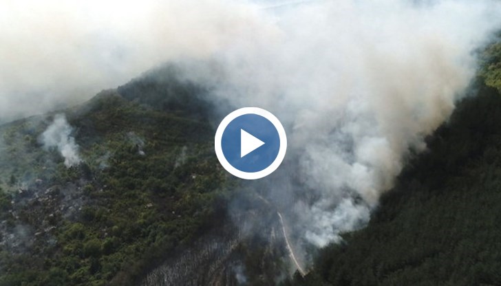 Пламъците обхванаха иглолистна гора в покрайнините на краен квартал