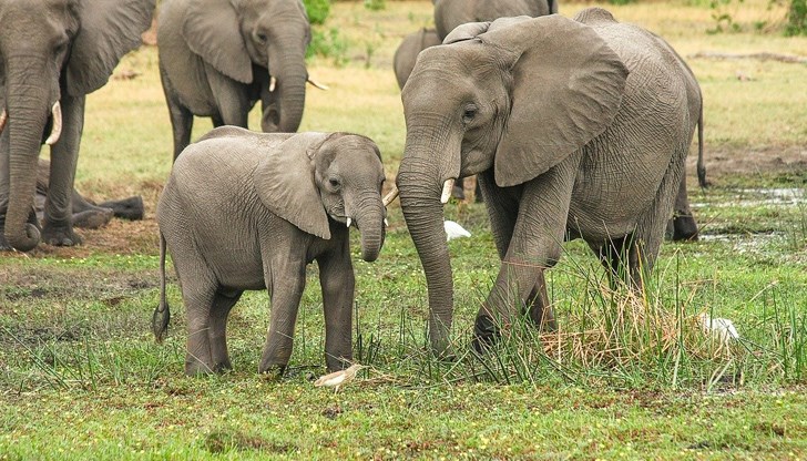 Момбембо беше признат за виновен в убийството на защитени животни и лов с бойно оръжие