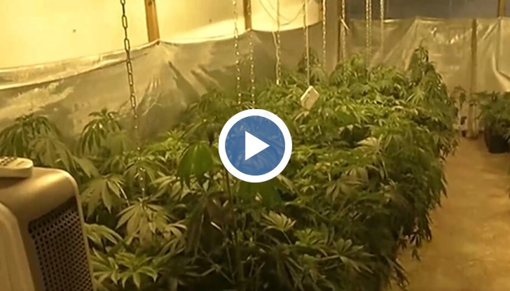 Задържани с обвинения за производство и разпространение на наркотици са двама мъже и една жена