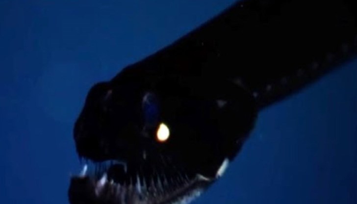 Тийнейджърът е починал вследствие от анафилактичен шок