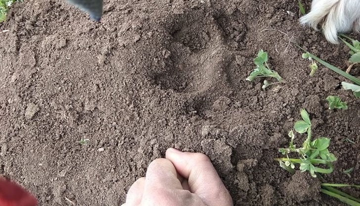 От Приюта заявяват, че информацията на доброволеца Христо Иванов е недостоверна и подлежи на оспорване в съд От Приюта заявяват, че информацията на доброволеца Христо Иванов е недостоверна и подлежи на оспорване в съд