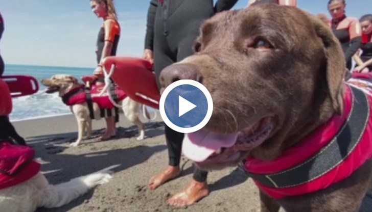 Всяко лято спасяват живота на приблизително 30 - 40 души