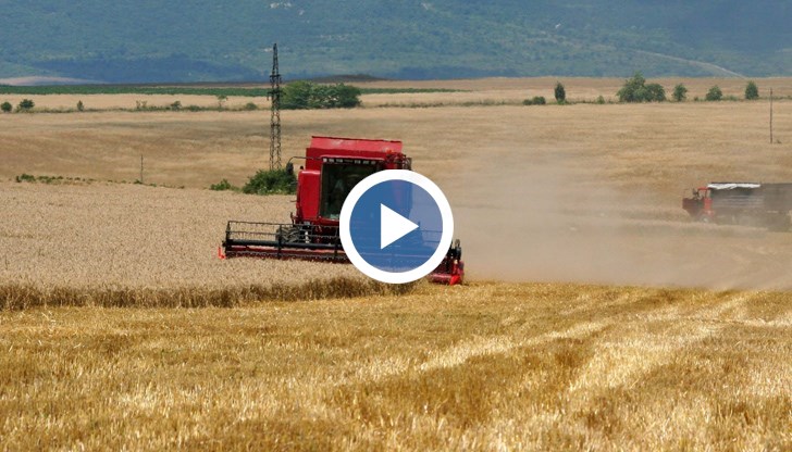 Добивите на есенниците са били много ниски, а пролетниците са напълно компрометирани