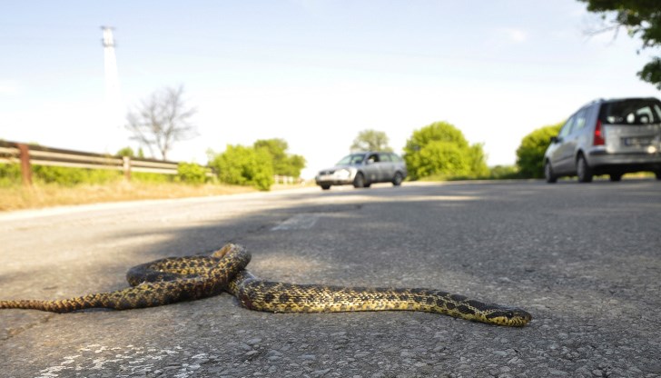Змиите често се плашат повече от хората, обясняват зоолозите