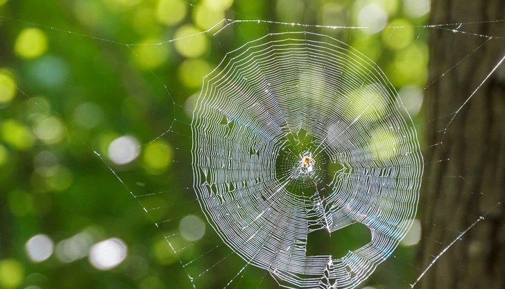 Арахнидите могат да се изхвърлят със скорост 4 м/сек Арахнидите могат да се изхвърлят със скорост 4 м/сек