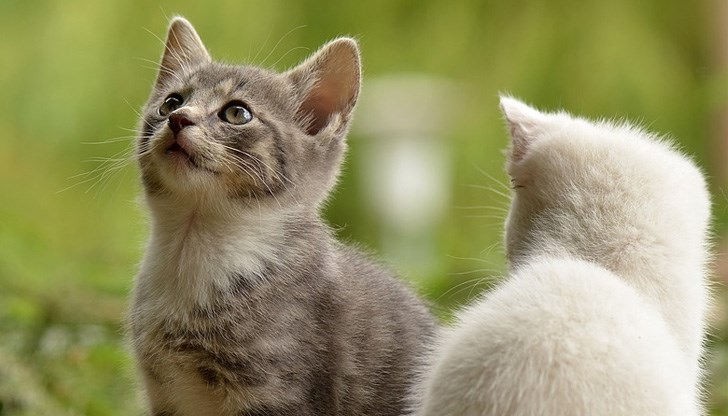 Можем да помогнем за кастрирането на бездомни котки, като дарим 2 лева чрез смс