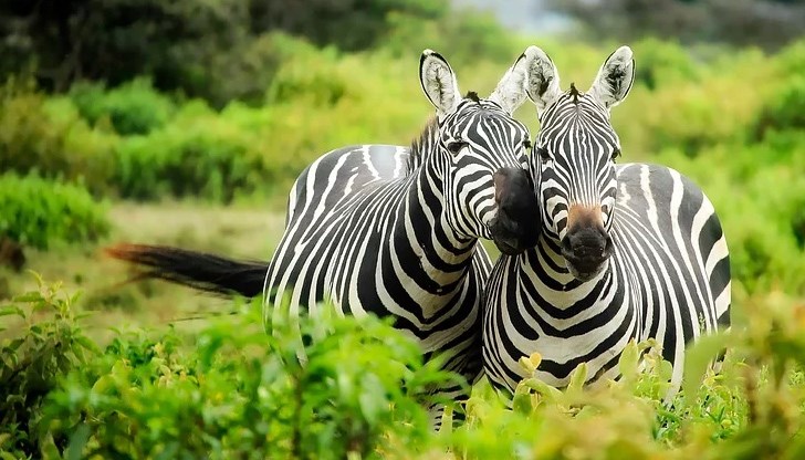 Животните пристигнаха през юли и преминаха период на климатизиране Животните пристигнаха през юли и преминаха период на климатизиране