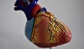 Създадоха първия в света Атлас на човешкото сърце