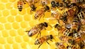 Пчеларите искат специално подпомагане