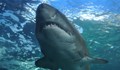 Сърфист загина след нападение от акула в Австралия