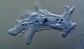 Опасна амеба, която яде мозък, е била открита във водата на осем града в САЩ