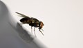 Французин взриви дома си в преследване на муха