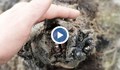 В Русия откриха отлично запазени останки на мечка от Ледената епоха