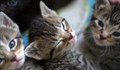 В Испания изгониха от апартамент, обитател, отглеждащ 110 котки