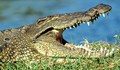 Момче издърпа брат си от устатата на крокодил в Индия