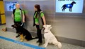 Обучени кучета надушват пациенти с коронавирус на летище в Хелзинки