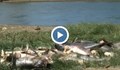 Огромно количество мъртва риба в язовир край Черноморец