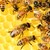 Пчеларите искат специално подпомагане