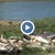 Огромно количество мъртва риба в язовир край Черноморец