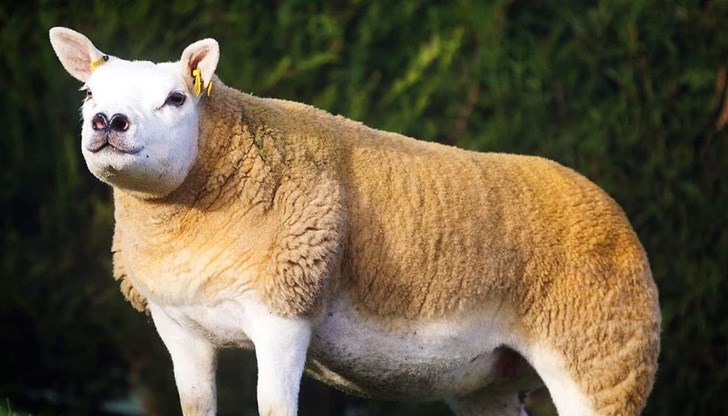 Очаква се Двоен диамант да бъде използван за разплод Очаква се Двоен диамант да бъде използван за разплод