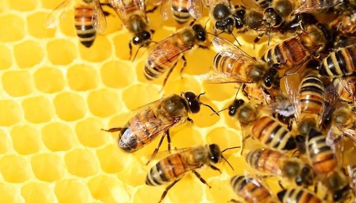 Пчеларите се оплакаха още от лоша реколта основно заради сушата и пръскането на места с пестициди