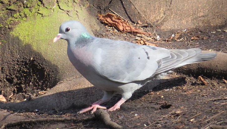 Птицата заплела краката си в клоните на дърво в Дунавския парк Птицата заплела краката си в клоните на дърво в Дунавския парк