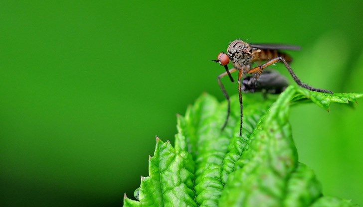 Оказва се, че вирусът зика може да причини заболявания на нервната система при възрастни