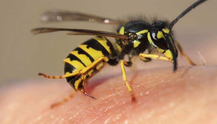 Жената била ужилена от пчела, но докато я разкарвали от болница на болница, тя направила алергична реакция