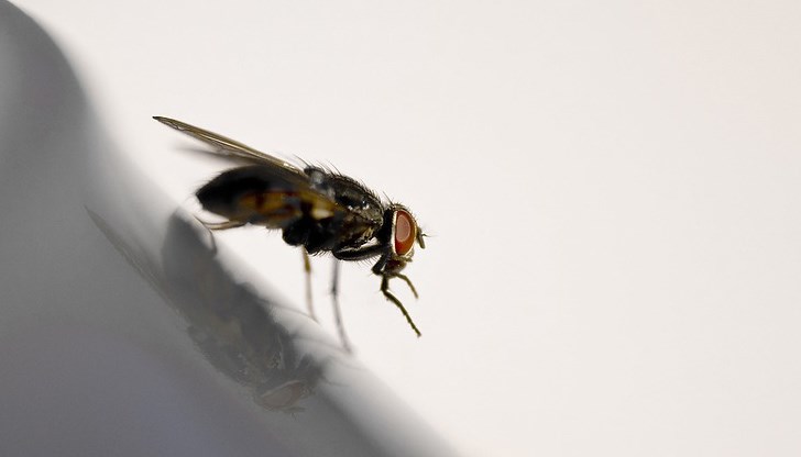 Съдбата на мухата обаче не е известна