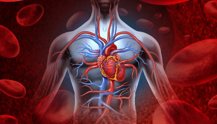 Яжте месо и дреболийки, за да имате качествен хемоглобин Яжте месо и дреболийки, за да имате качествен хемоглобин