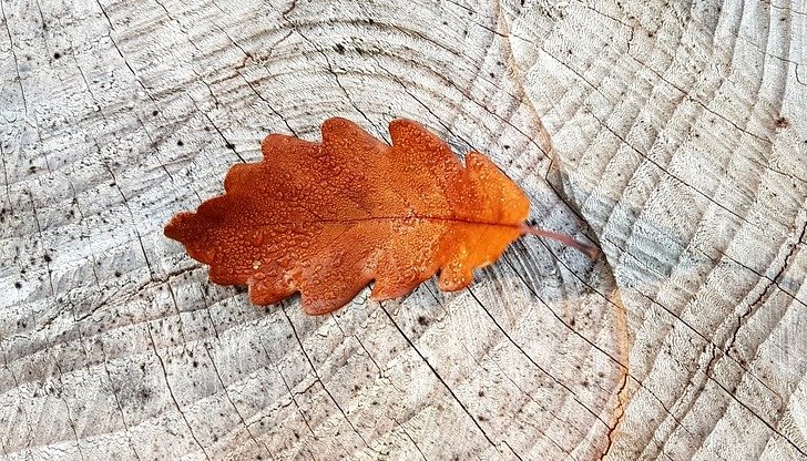 Над Черноморието ще е предимно слънчево