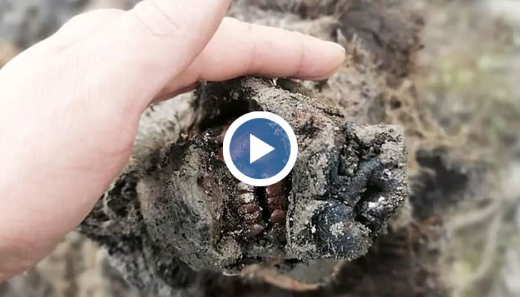 Находката е единствена по рода си