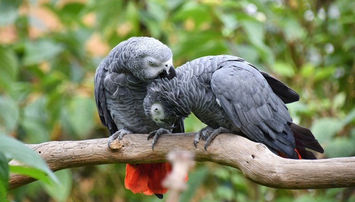 Възрастните посетители нямат нищо против грубия език на птиците, но ръководството на зоопарка се безпокои да не го чуят и деца Възрастните посетители нямат нищо против грубия език на птиците, но ръководството на зоопарка се безпокои да не го чуят и деца