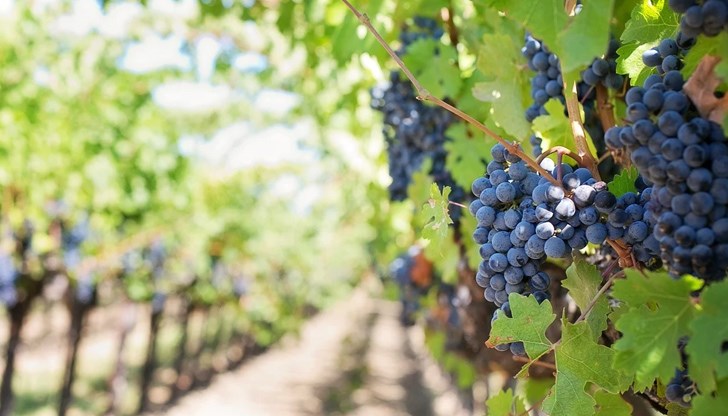 В региона има 2132 дка плододаващи лозови масиви, като от тях 411 дка вече са обрани В региона има 2132 дка плододаващи лозови масиви, като от тях 411 дка вече са обрани