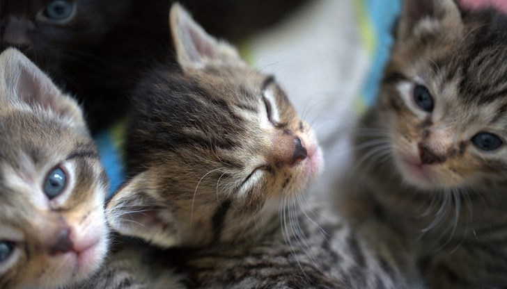 Очевидно стопанинът е взел двойка котки преди три години и оттогава те се размножават