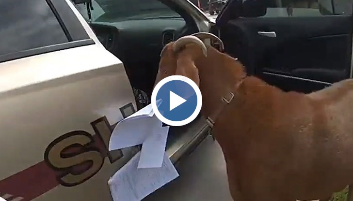 Пазителят на реда се опитал да прогони животното, в отговор козелът го блъснал